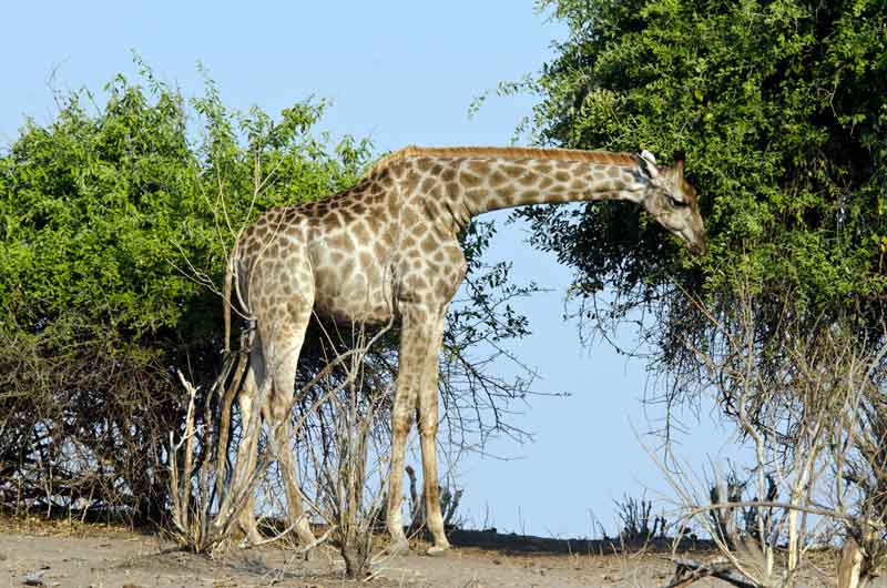 102 - Botswana - jirafa - parque nacional de Chobe